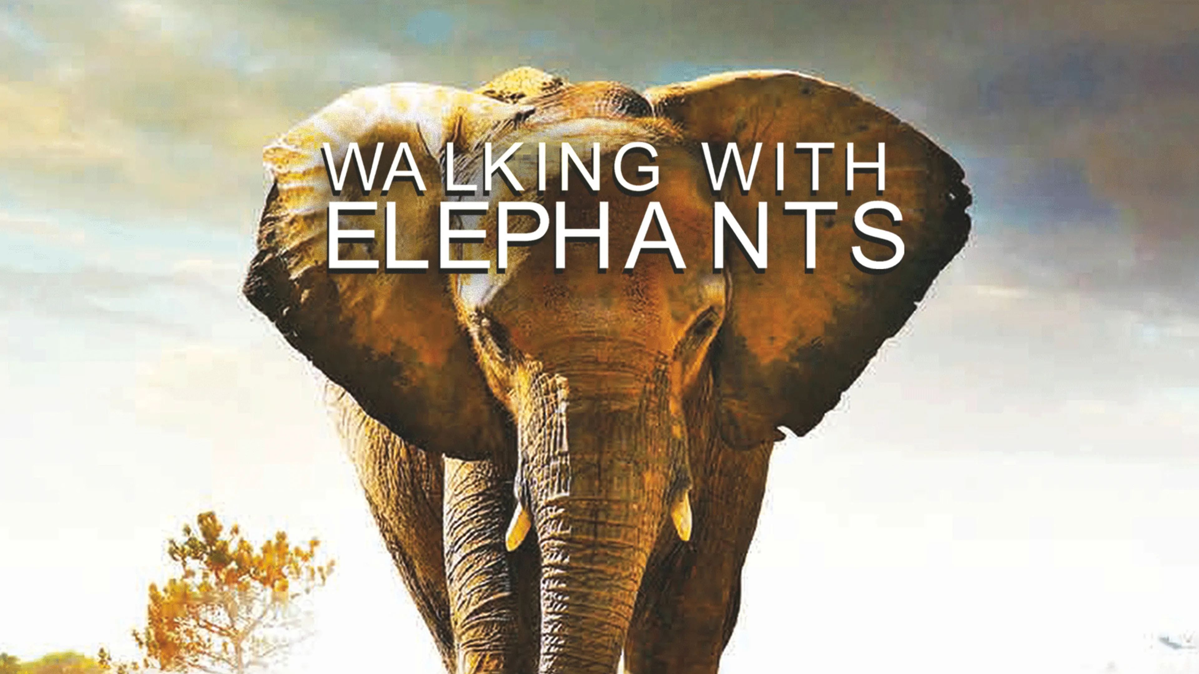 Walking with Elephants poster